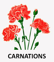 Red Carnation Flower