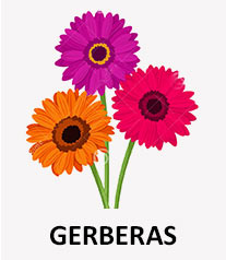 Gerbera Flowers